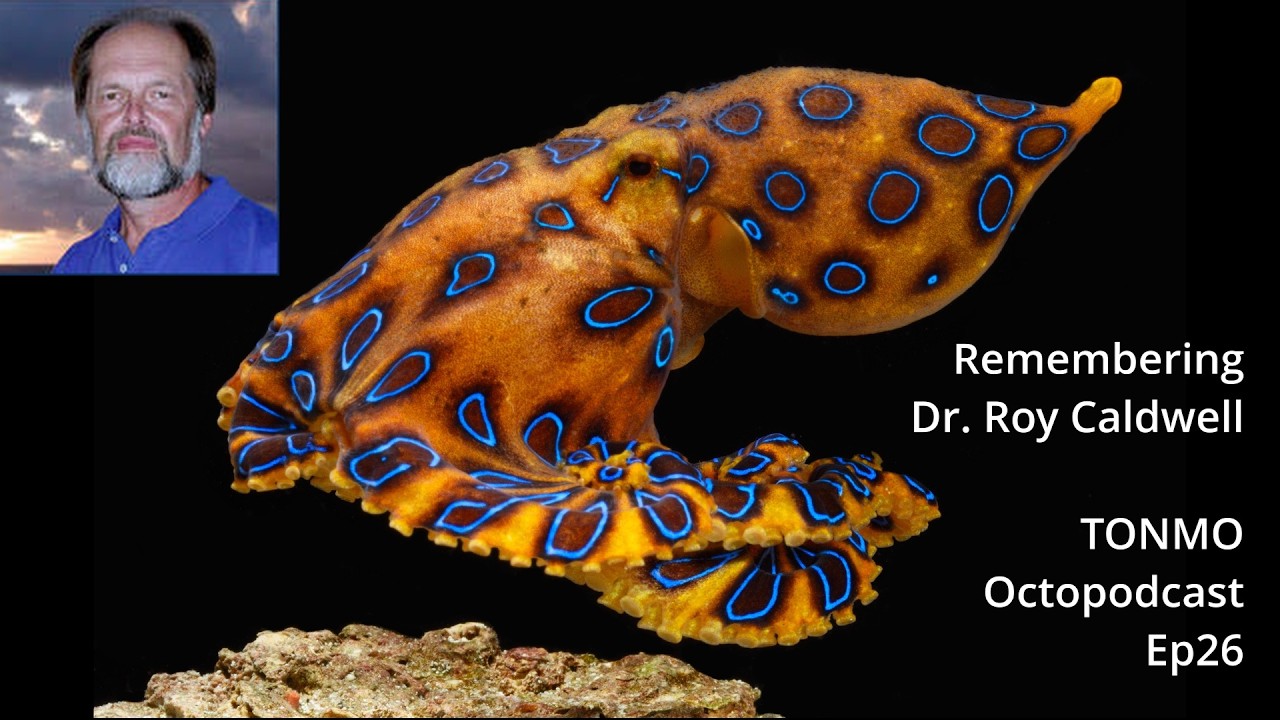 Remembering Cephalopod Expert Dr  Roy Caldwell | TONMO Octopodcast Ep26