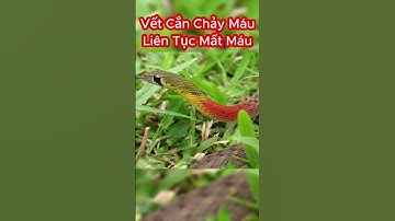 Điều Gì Xảy Ra Khi Bị Rắn Hoa Cỏ Cổ Đỏ Cắn #shorts