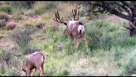 Muley Crazy - Phone Skope Footage of Giant Arizona Strip Buck