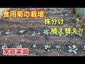 食用菊の株分けと植え替え 家庭菜園 簡単な株分けと植え替え 株分けして収穫量を増やす