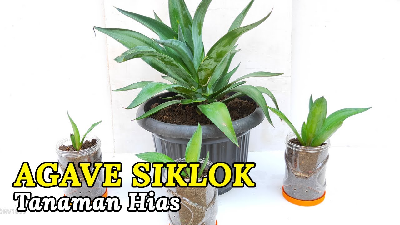 Agave Siklok Pemisahan Anakan Dari Induk Agar Tumbuh Tinggi Plus Perbanyakan Youtube