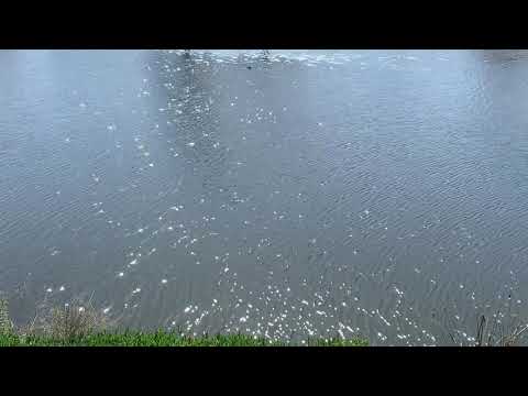 Calming Nature Sun Sparkles
