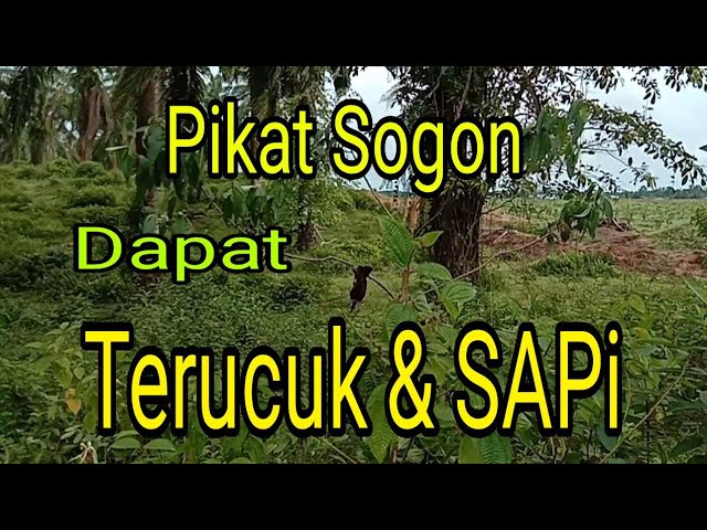 MIKAT SOGON YANG DAPAT TERUCUK DAN SAPI🤣🤣 ‼️BIRD TRAP class=