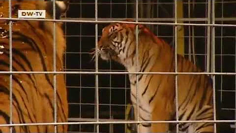 Raus aus der Manege - Wildtierverbot im Zirkus | Politik direkt
