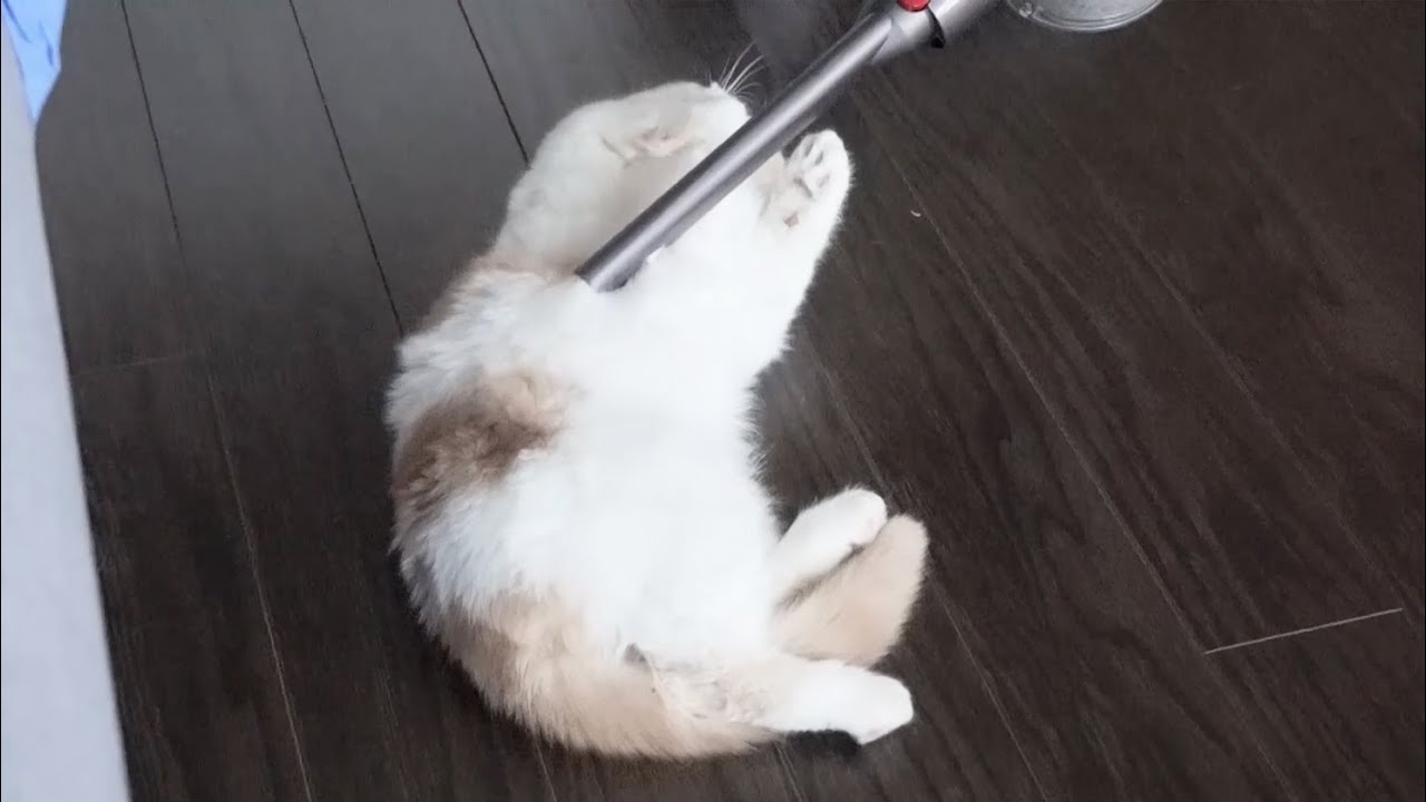 Are Cats Scared Of Vacuums? YouTube