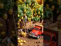 Mango Cultivation #shorts
