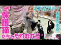 【保護猫】まったりゆったり猫たちとたわむれて癒されました!