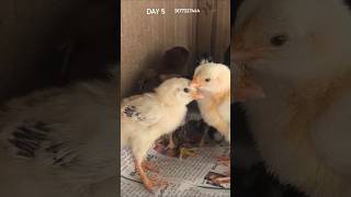 In our series it's DAY - 5 (9177327444) 🐣🐥🐤 #ytshortsindia#chicks#perucrosschicks#shorts#Peddifarms