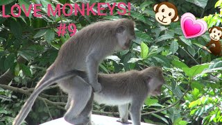 Love Monkeys Funny Animals Try not to Laugh! #monkey #funnyanimals #funnymonkeys #babymonkey #funny