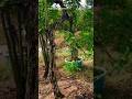 The appearance of large old wild bonsai material of Murraya paniculata #bonsai #bonsaitree
