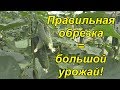 После этой обрезки огурцы "рванули" плодоносить!!!