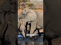 SCIENCE IS CRAZY🧬WHICH FACT SURPRISED YOU MOST#shorts #facts #animals #nature #educational