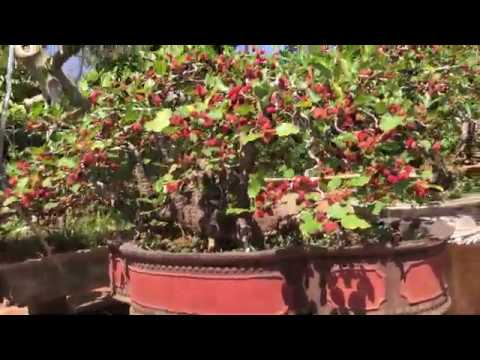 Video Cây Dâu Tằm chơi trái sau tết - youtube