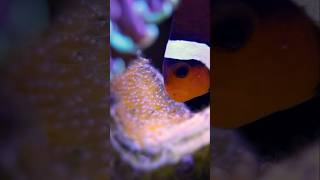 Hatching Baby Clownfish (Day 1)