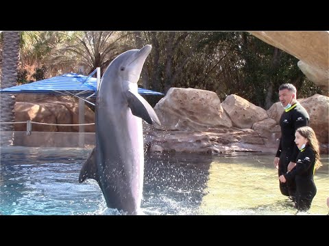 Dolphin Beach Swim - Discovery Point at SeaWorld San Antonio - March 6, 2021