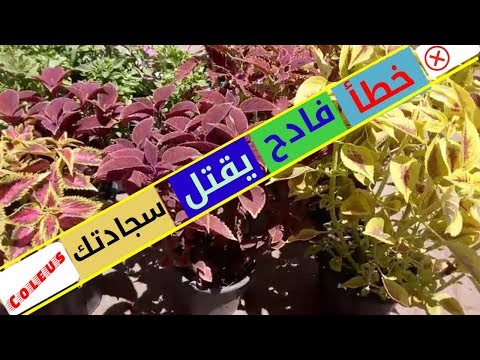 فيديو: زراعة نباتات الصلاة الحمراء مارانتا - تعرف على المزيد حول رعاية نباتات الصلاة الحمراء