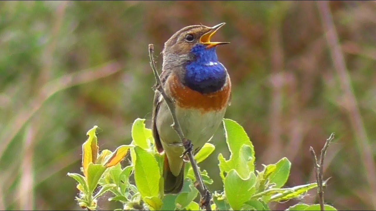 Bluethroat Singing 