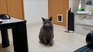 主のヒザに乗るか乗らないか迷い続ける灰色猫