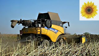 Girasole Rese E Prezzi