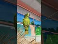 Gamora Amazone En Garde mp3