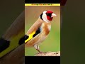 Why are the ants eating this bird? #shorts #trendingshorts