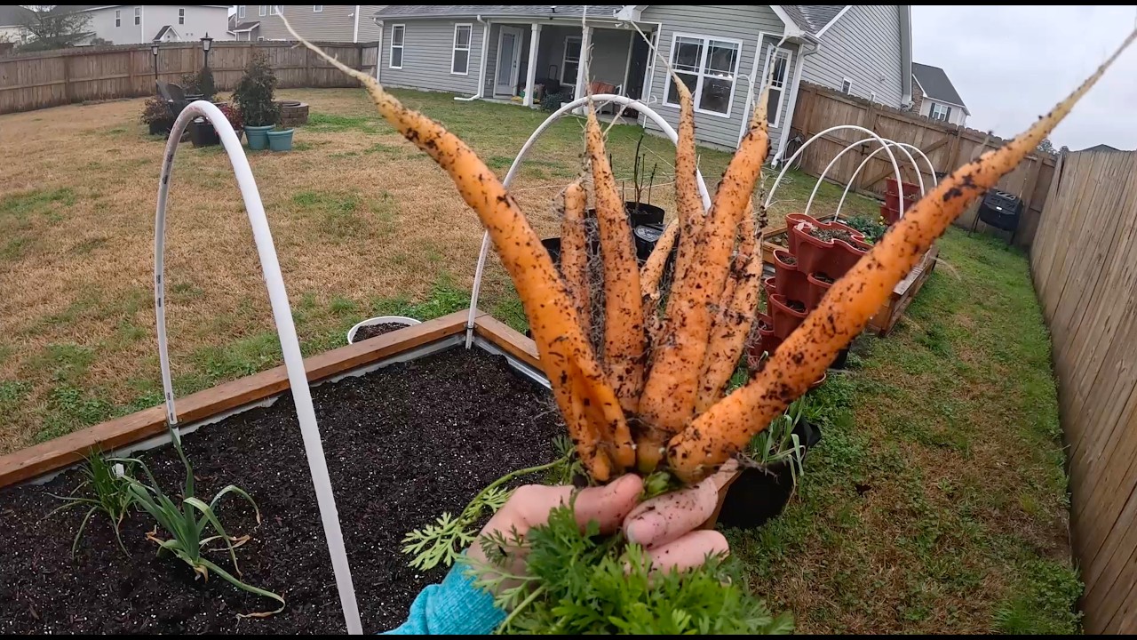 Разворотила весь аквариум. Новые семена цветов и овощей. Пришли книги по  ландшафтному дизайну.