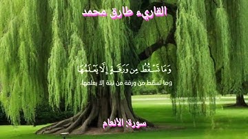 [تلاوة أشبه بالهمس مفعمة بالخشوع والسكينة من سورة {الأنعام}] - للقاريء طارق محمد.