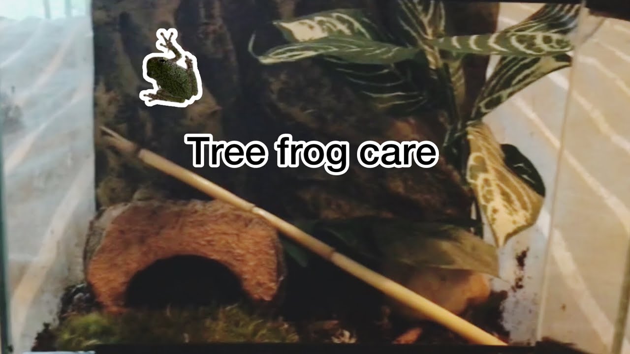 gray-tree-frog-care-youtube