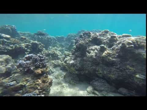 Taaluma Totes O Fish Ial Indonesian Footage 