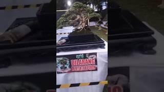 Download Lagu 25 Oktober 2025 pamnas bonsai Lampung Timur #shorts MP3