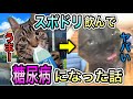 【ペットボトル症候群】スポーツドリンクで糖尿病になった話 #猫ミーム