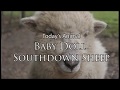 Down on Dunndee Farms S01 EP 02  Baby Doll SouthDown Sheep