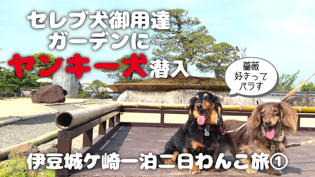 【犬連れ旅行静岡伊豆観光】パワフルな愛犬と熱海観光!商店街 熱海遊覧船サンレモ ACAO FOREST いしだ商店 1泊2日わんこ旅1/3 2023.5