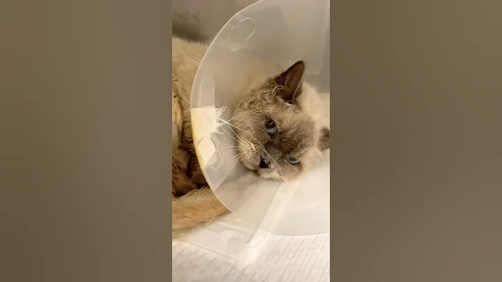 Watch the video about Little Cat Siamese & Clinic-🥰😿🥰#cat #kitten #pets #youtubeshorts #short #animals