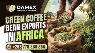 Buy Green Coffee Beans in Bulk from Uganda | Arabica & Robusta Exporter
