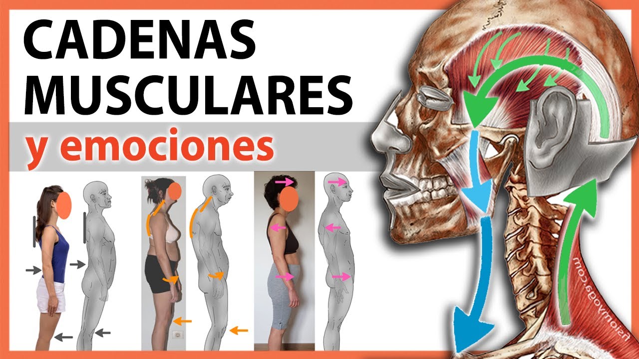 🛑 Cadenas Musculares y EMOCIONES 👉 Causa de Artrosis de Rodilla  |  Dolor lumbar, hombro o Cadera