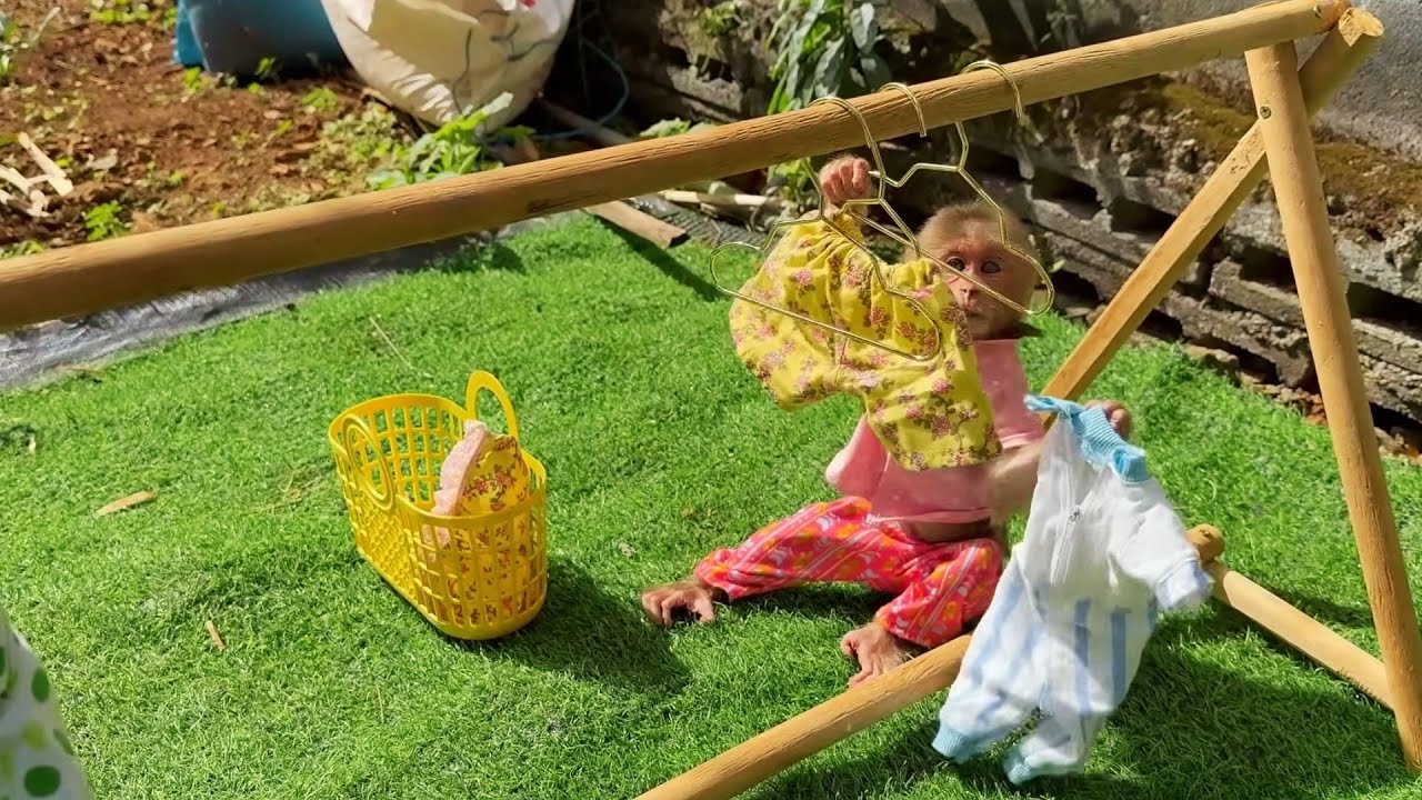 When Dad Was Away, Monkey Stepped Up to Care for BuNa — A Truly Touching Moment 💖🐒