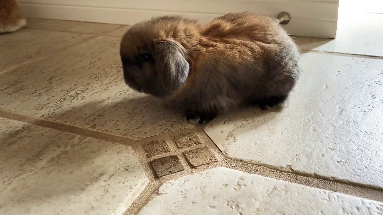 4 week old Holland Lop Floppy Ear Bunnies Too Cute 