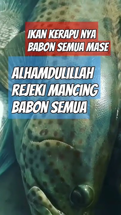 kerapu super#shorts #shortvideo #shortsfeed #fishing #fish #