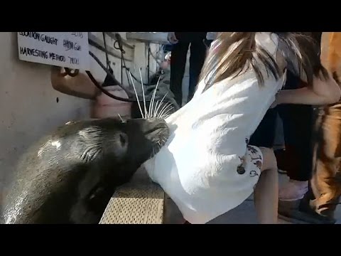 Sea lion grabs girl off dock, pulls her into harbor