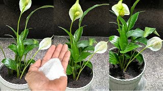 Sprinkle one spoonful! Every plant develops massive roots and blooms profusely. screenshot 5