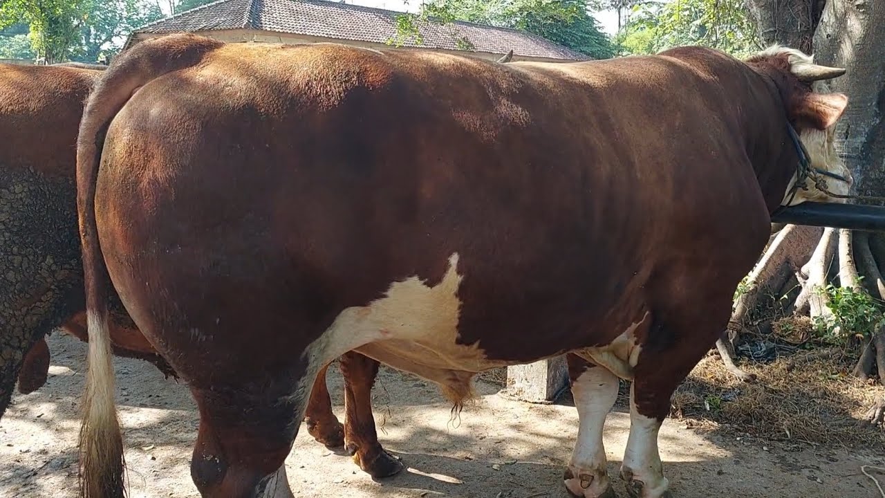 120 juta... SAPI TERBESAR SAMPAI SIANG BELUM TERJUAL‼️🔥 - YouTube