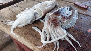 CUTTLEFISH | HOW TO CLEAN AND CUTTING | දැල්ලා