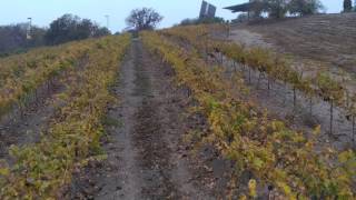 Cal Poly agriculture's grapvines