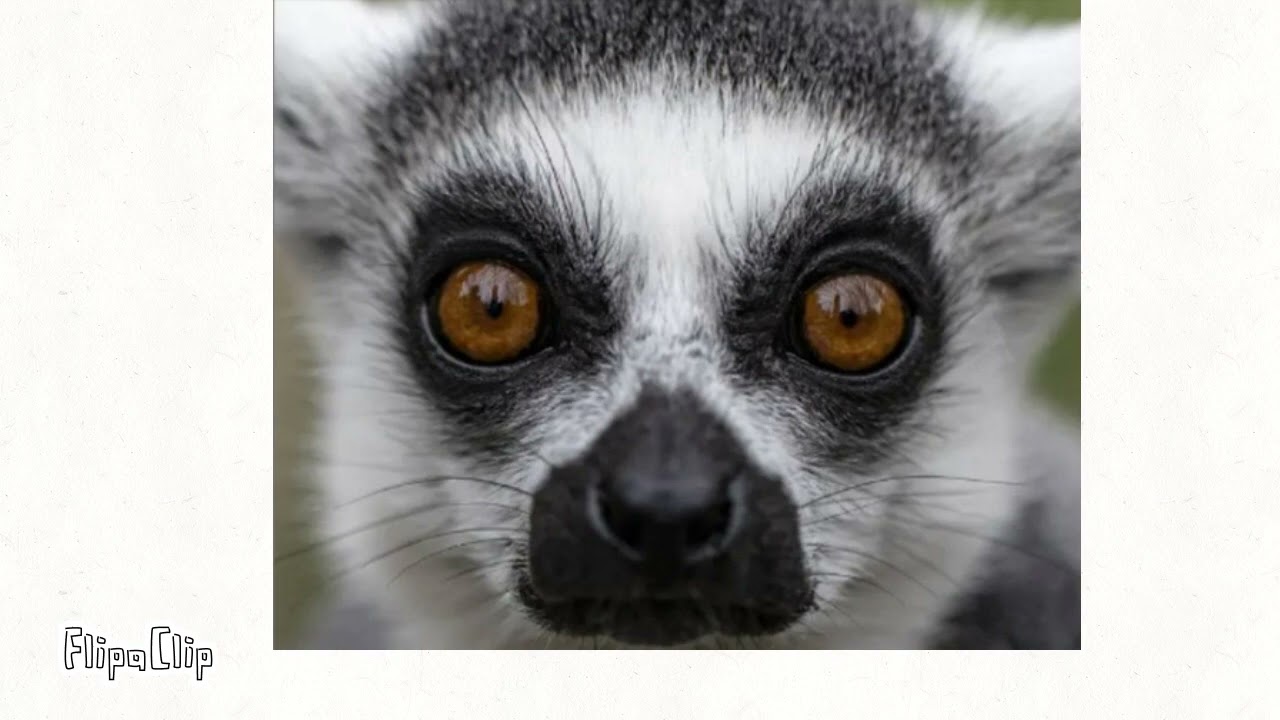 Lemur Infinite loop