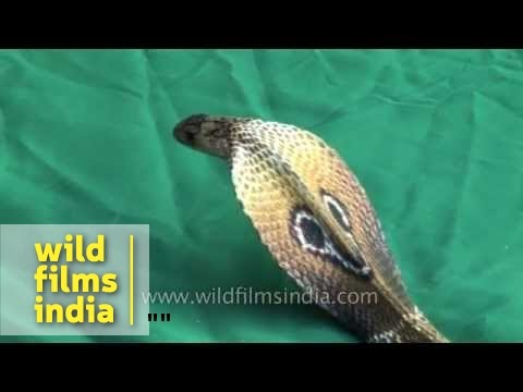 green cobra snake