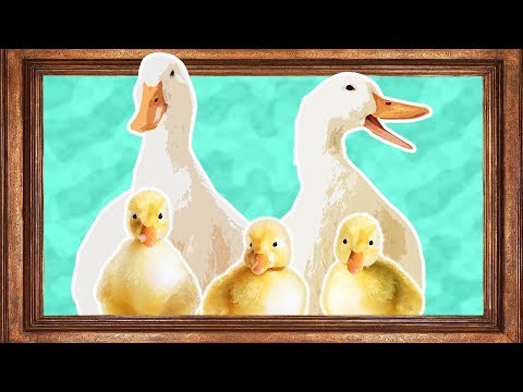 Video: How Animals Raise Their Young