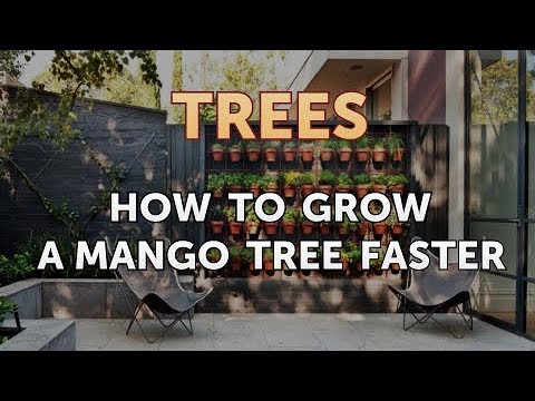 How to Grow a Mango Tree Faster