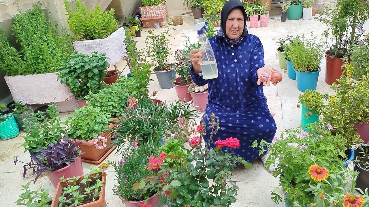 بهاد المكونات المجانية  تخلصوا من الفطريات وحشرات النباتات وحافضوا على نباتاتكم مع أمي إيطو