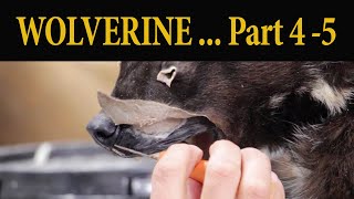 Wolverine Part 4, facial work, glue and trim.